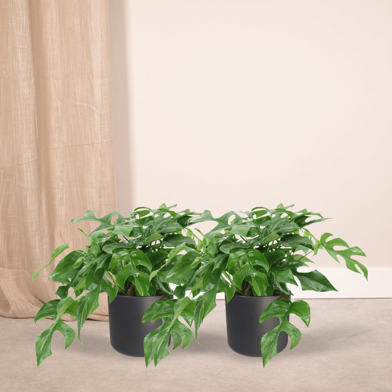 Monstera Minima - (Schweizer Fensterblatt) - 2 Stück - Ø15cm - ↕30cm