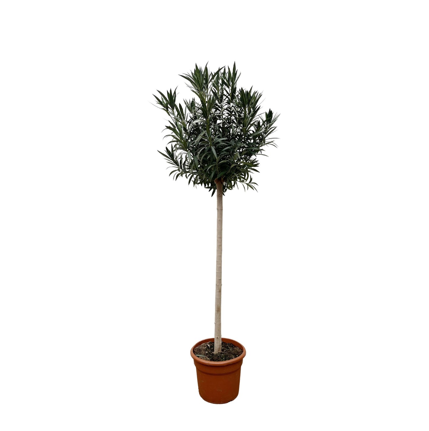 Nerium Oleander auf Stiel mit roter Blüte - 170cm - Ø40