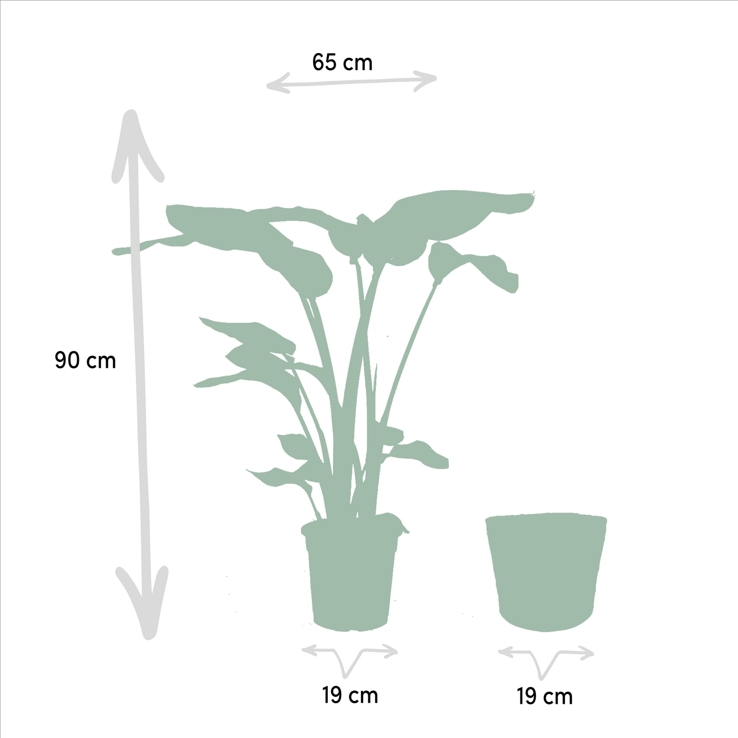 Strelitzia Nicolai - Ø19cm - ↕85cm + Alocasia Macrorrhiza - Ø19cm - ↕70cm + Korb Selin