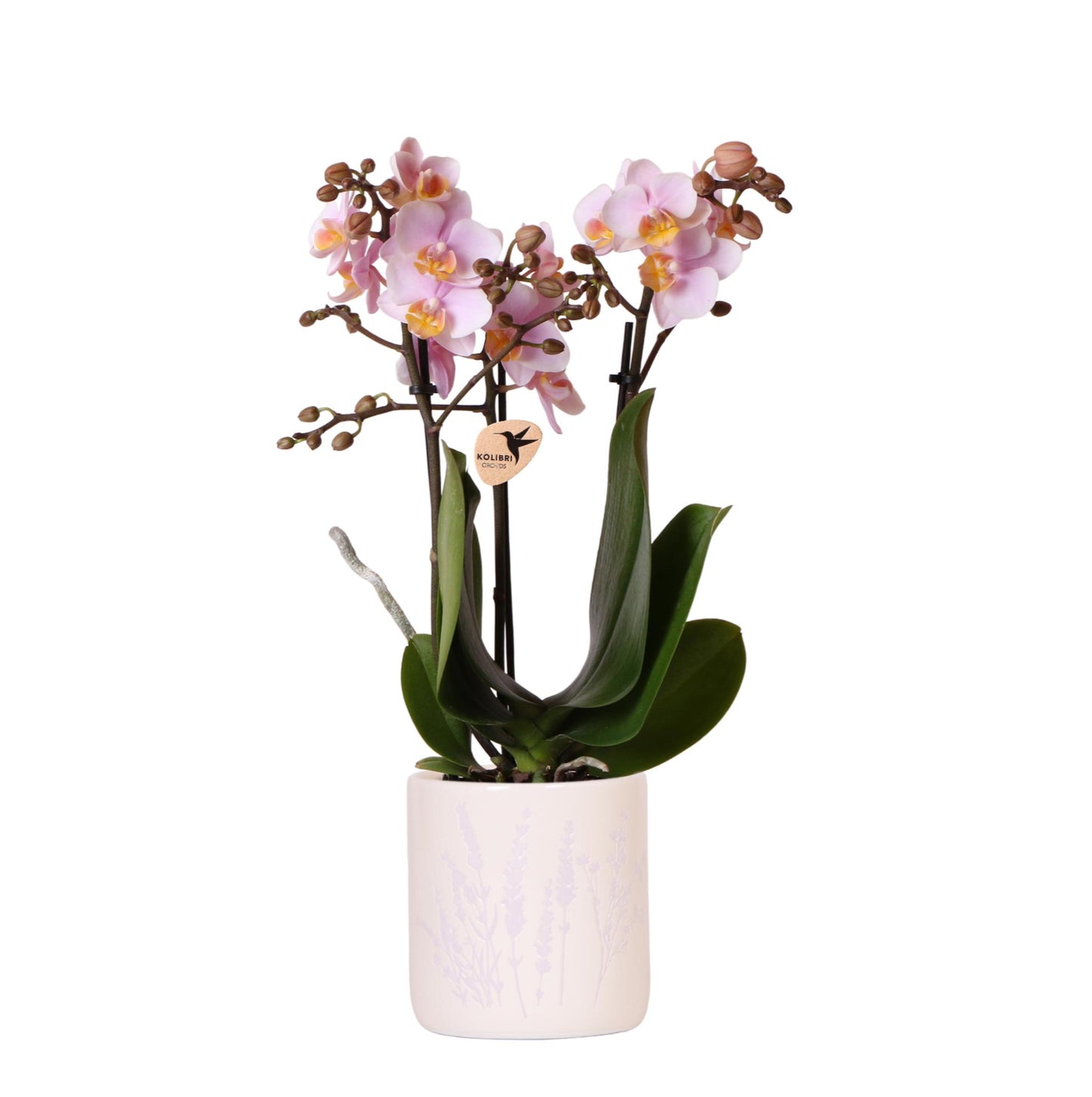 Kolibri Orchideen | Rosa Orchidee Andorra + Floraler Dekotopf Lavendel – Topfgröße Ø9cm | Blühende Zimmerpflanze – Frisch vom Züchter