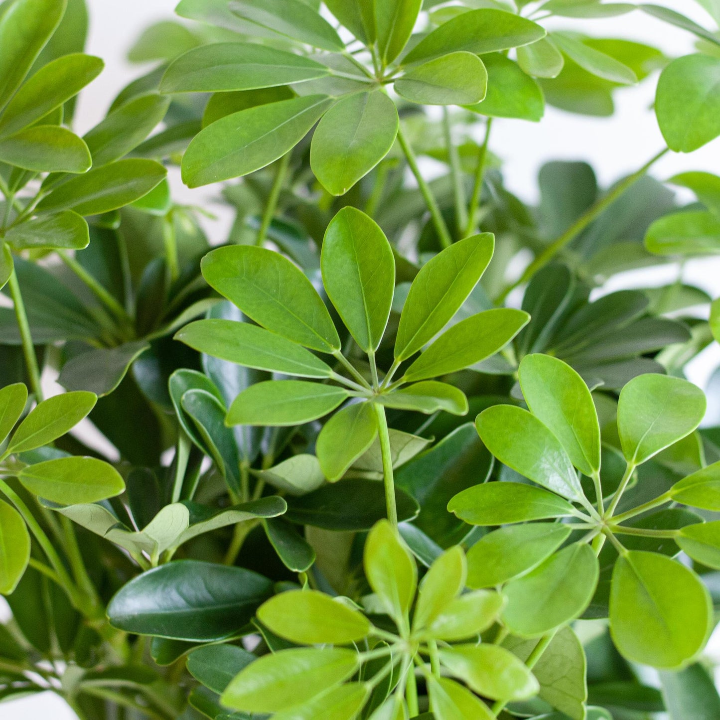 Schefflera Arab Nora mit Korb Lissabon schwarz - 70cm - Ø21