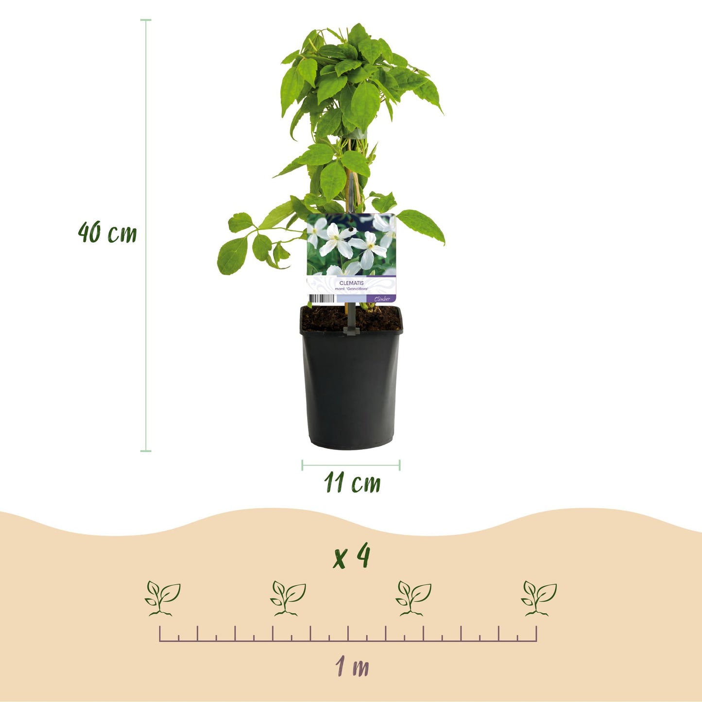 Green boutiQ – Kletterpflanze – Clematis montana Grandiflora – Weiße Blüte – Frühe Blüte – Geringer Pflegeaufwand – 2 Pflanzen – Topf 11 cm, Höhe 40 cm