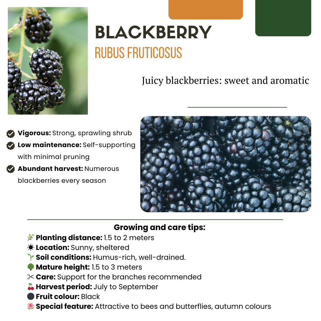 „Sommerfrüchte“ BIO Obstpflanzen-Mix-Set aus 4 verschiedenen Sorten