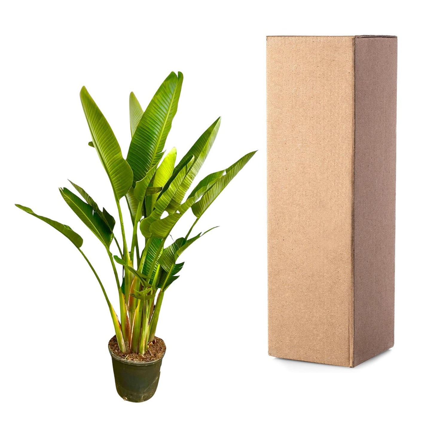 Strelitzia Augusta Mehrstamm XXL - 225 cm - ø40