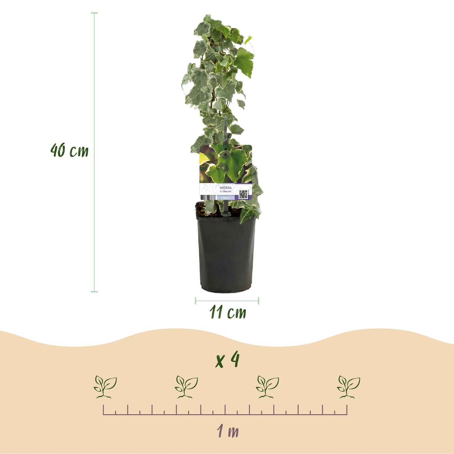 Green boutiQ – Kletterpflanze – Hedera helix Glacier – Blatt bunt – Immergrün – 2 Pflanzen – Topf 11 cm, Höhe 40 cm