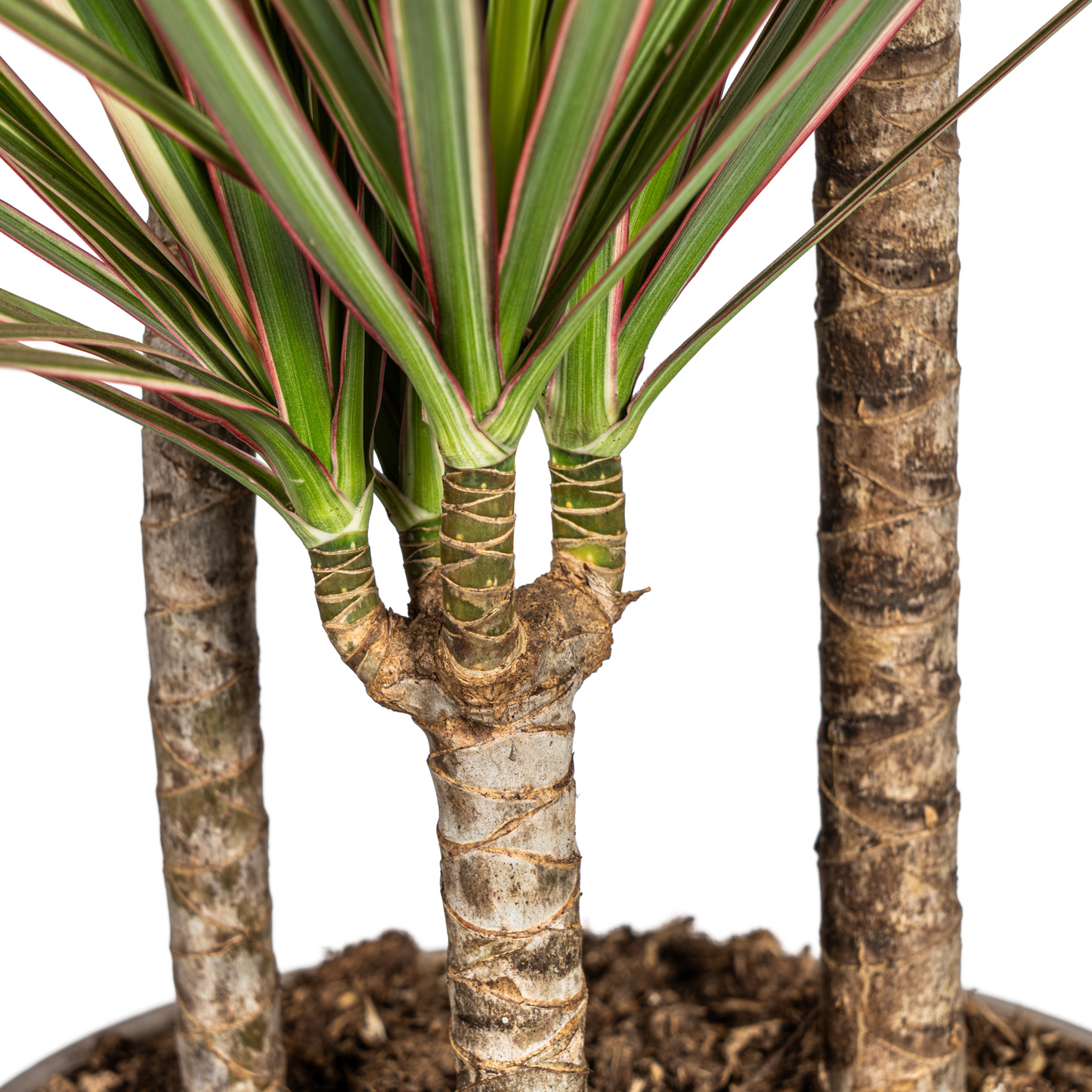 Dracaena Marginata Bicolor met mand Ø21cm - ↕110 - 130cm