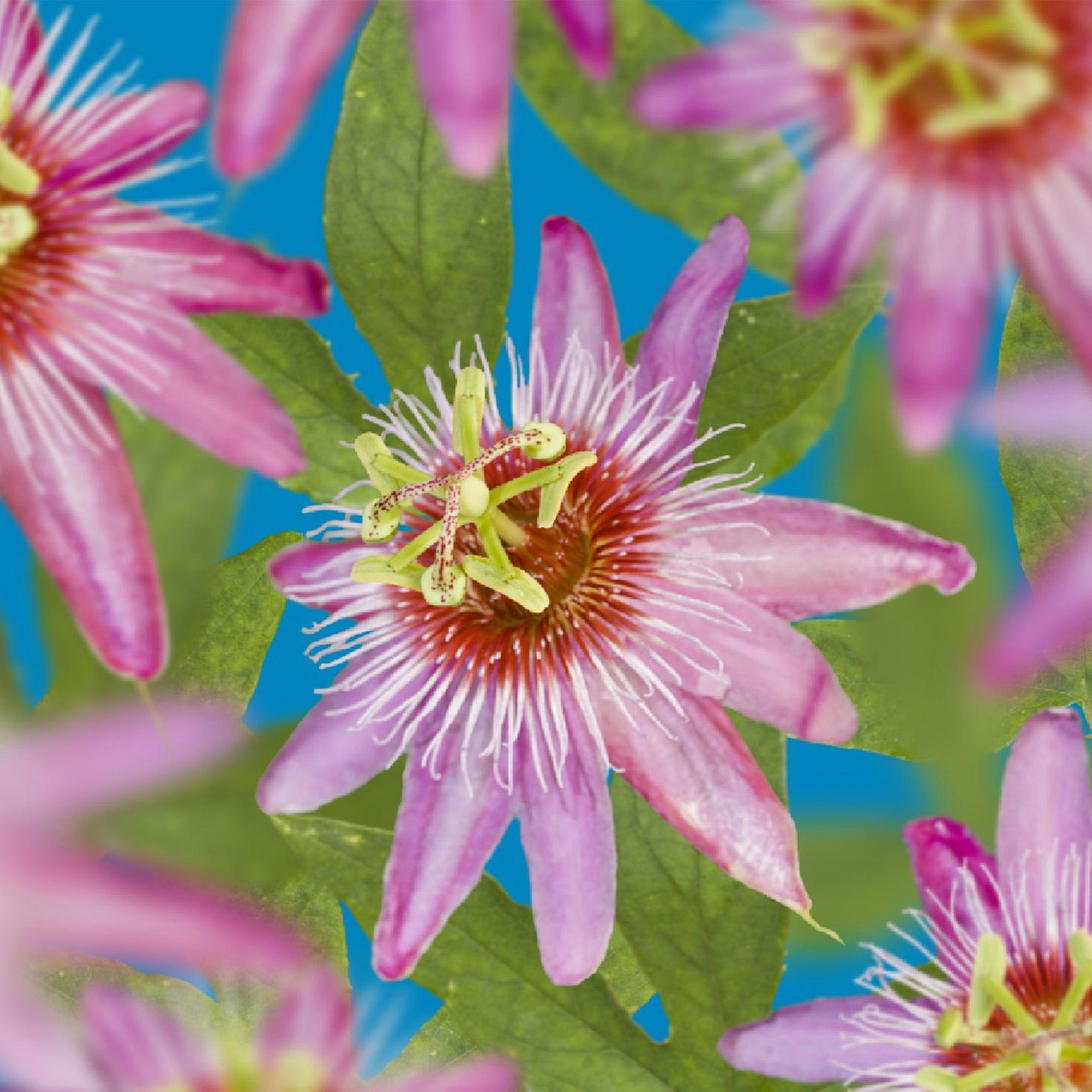 Green boutiQ – Passionsblume – Passiflora Anastasia – Blüte rosa – pflegeleicht – 2 Pflanzen – Topf 11 cm, Höhe 40 cm