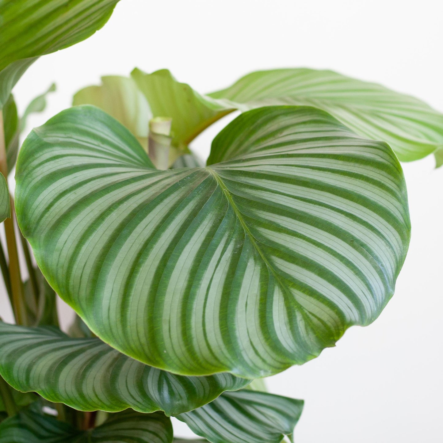 Calathea Orbifolia mit Viber grau - 65cm - Ø21