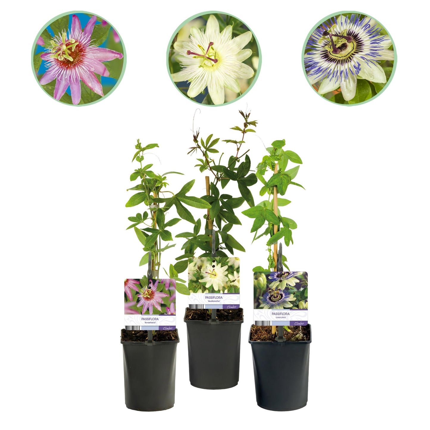 Green boutiQ – Passionsblume – Passiflora Tricolore – Blüte rosa weiß lila – pflegeleicht – 3 Pflanzen – Topf 11 cm, Höhe 40 cm