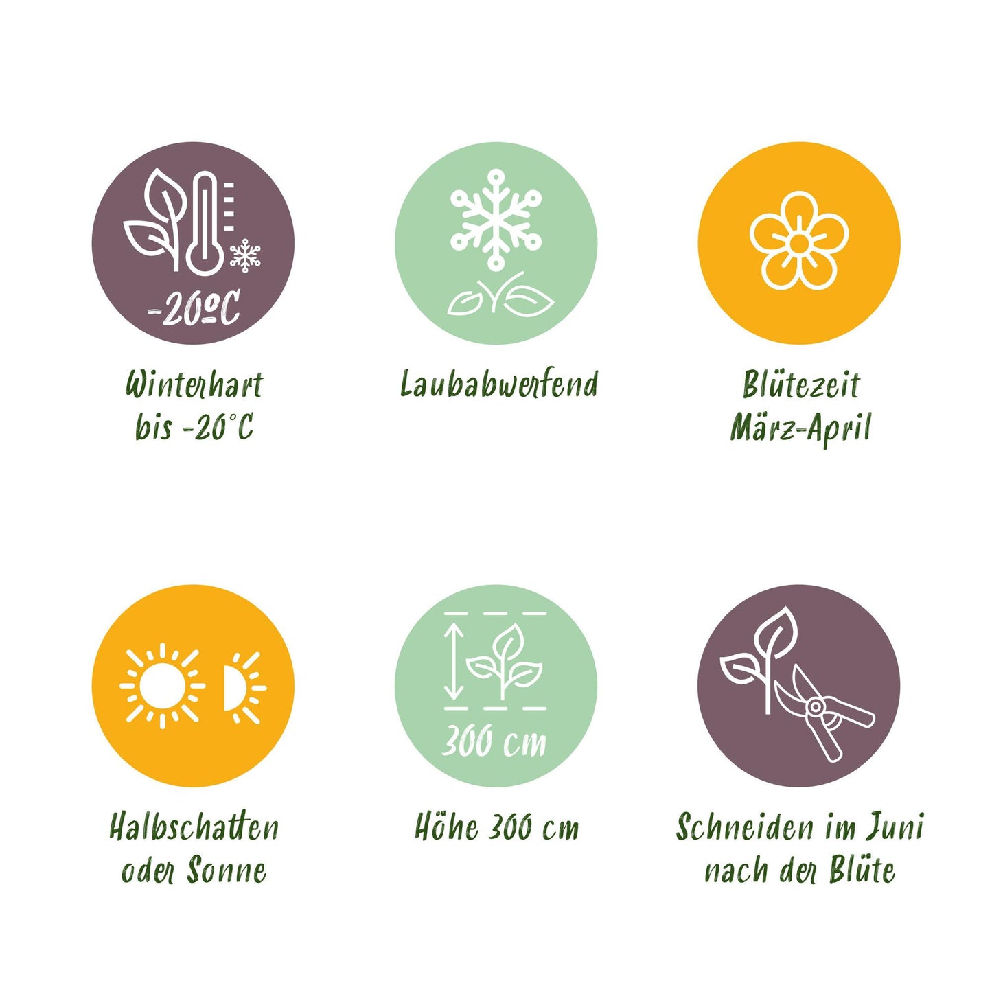 Green boutiQ – Kletterpflanze – Clematis montana Grandiflora – Weiße Blüte – Frühe Blüte – Geringer Pflegeaufwand – 2 Pflanzen – Topf 11 cm, Höhe 40 cm