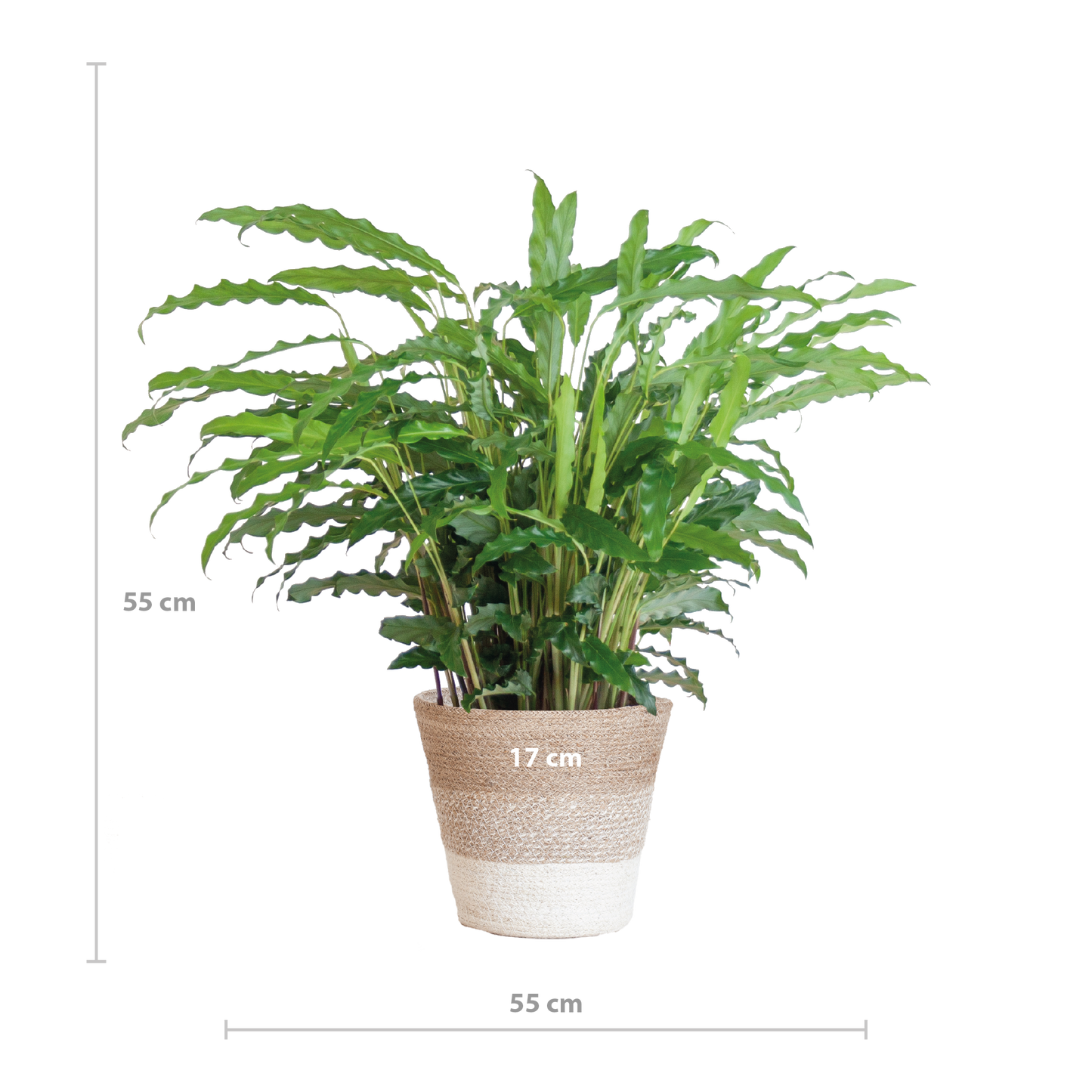 Calathea Rufibarba met Mand Lissabon wit - 55cm - Ø17