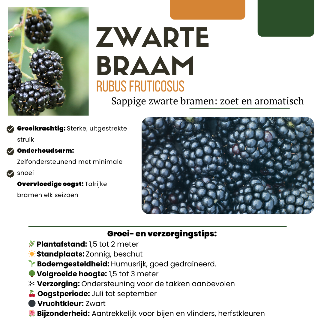 3 x Bio Brombeerpflanzen - Ø 13 cm - ↨ 20 cm
