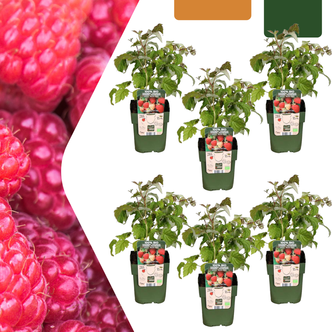 6 x Bio Himbeerpflanzen - Ø 13 cm - ↨ 20 cm
