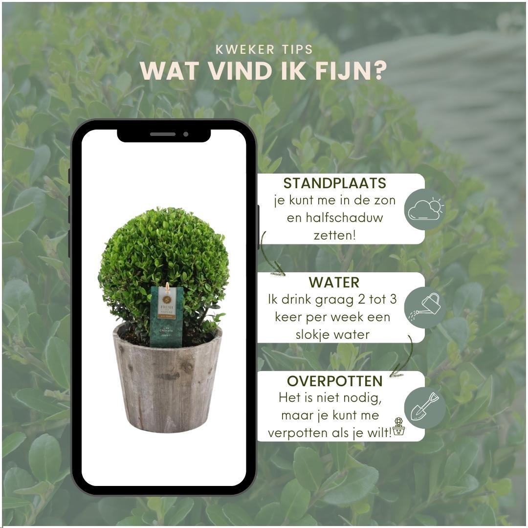 2x Ilex crenata 'Jenny' Kugel im Holztopf | 2er-Set | 20 cm Ø Durchmesser