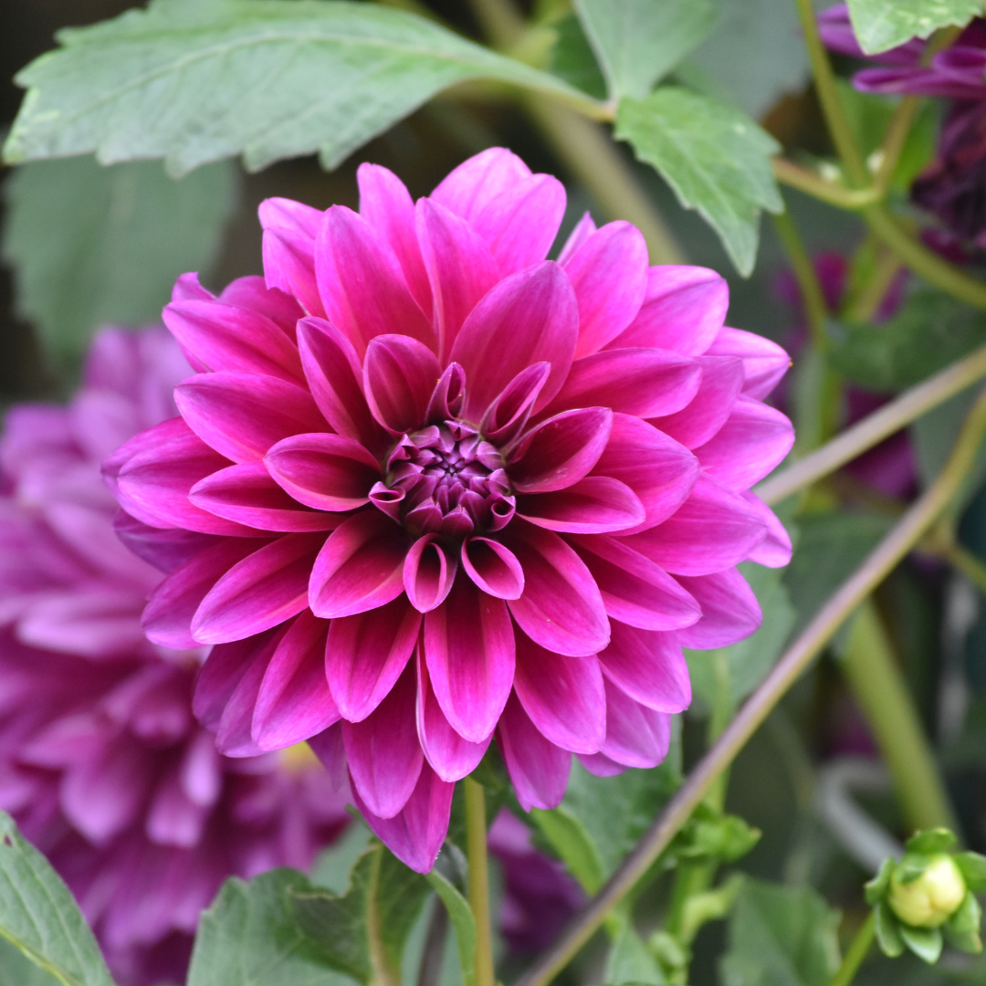 Flowerbulbs Amsterdam - Mix Gerard's darlings, Dahlia Natal & Dahlia Blue Bell, 2 stuks