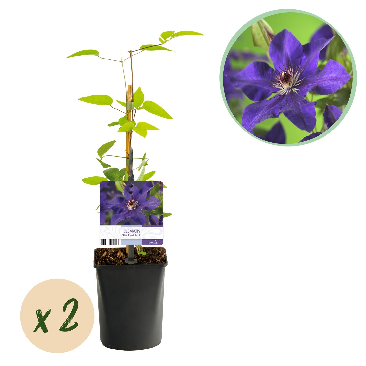 Green boutiQ – Kletterpflanze – Clematis The President – Blüte rosa – pflegeleicht – 2 Pflanzen – Topf 11 cm, Höhe 40 cm