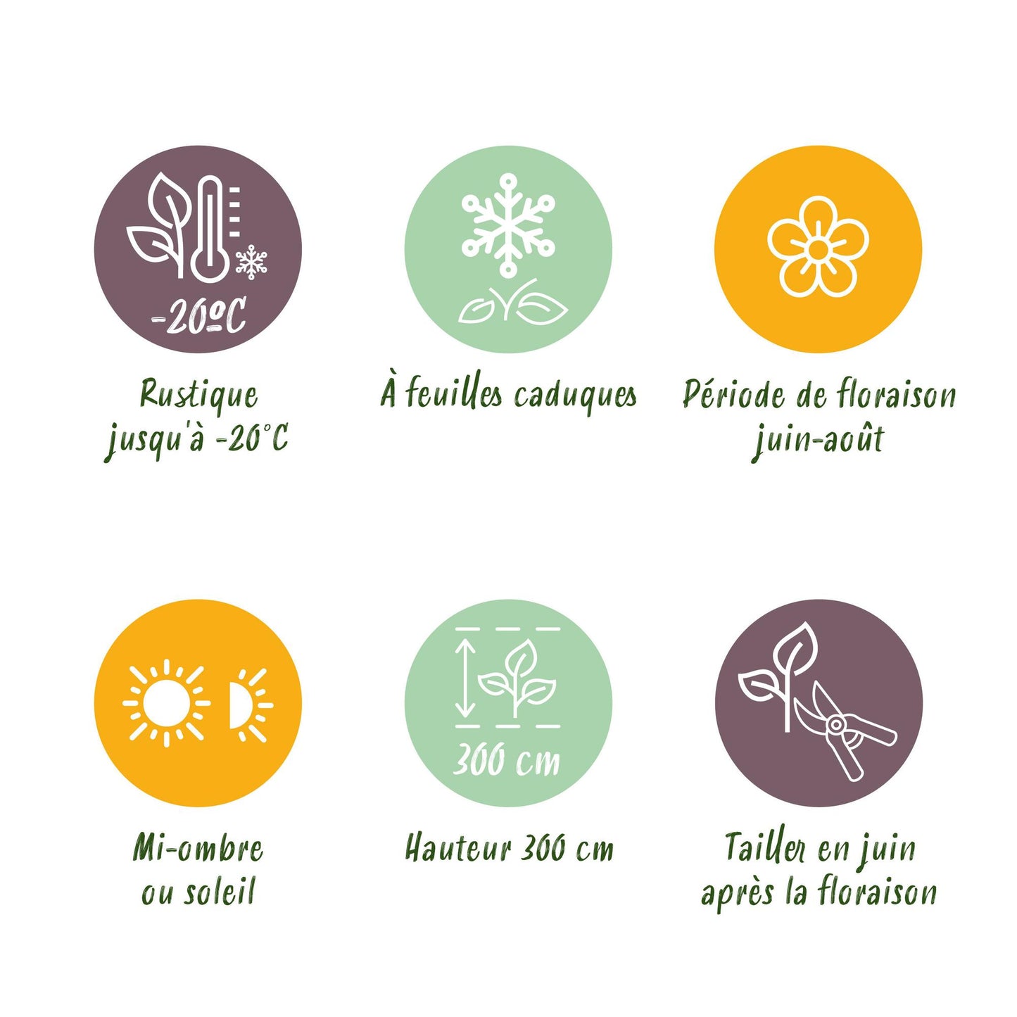 Green boutiQ – Kletterpflanze – Clematis Madame Le Coultre – weiße Blüte – pflegeleicht – 2 Pflanzen – Topf 11 cm, Höhe 40 cm