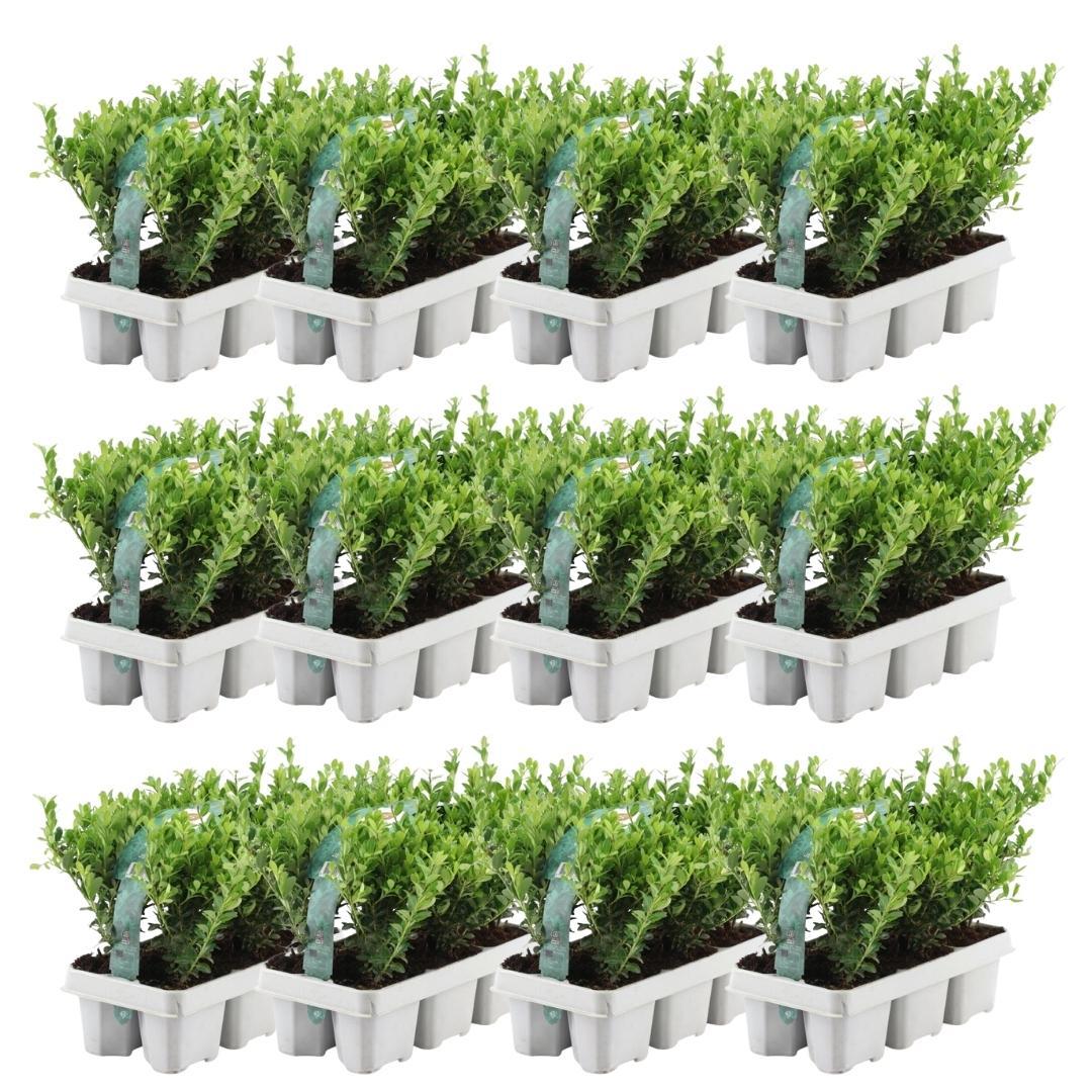 12 x 6er-Packung Ilex crenata 'Jenny' - Ø7 cm - ↕15 cm