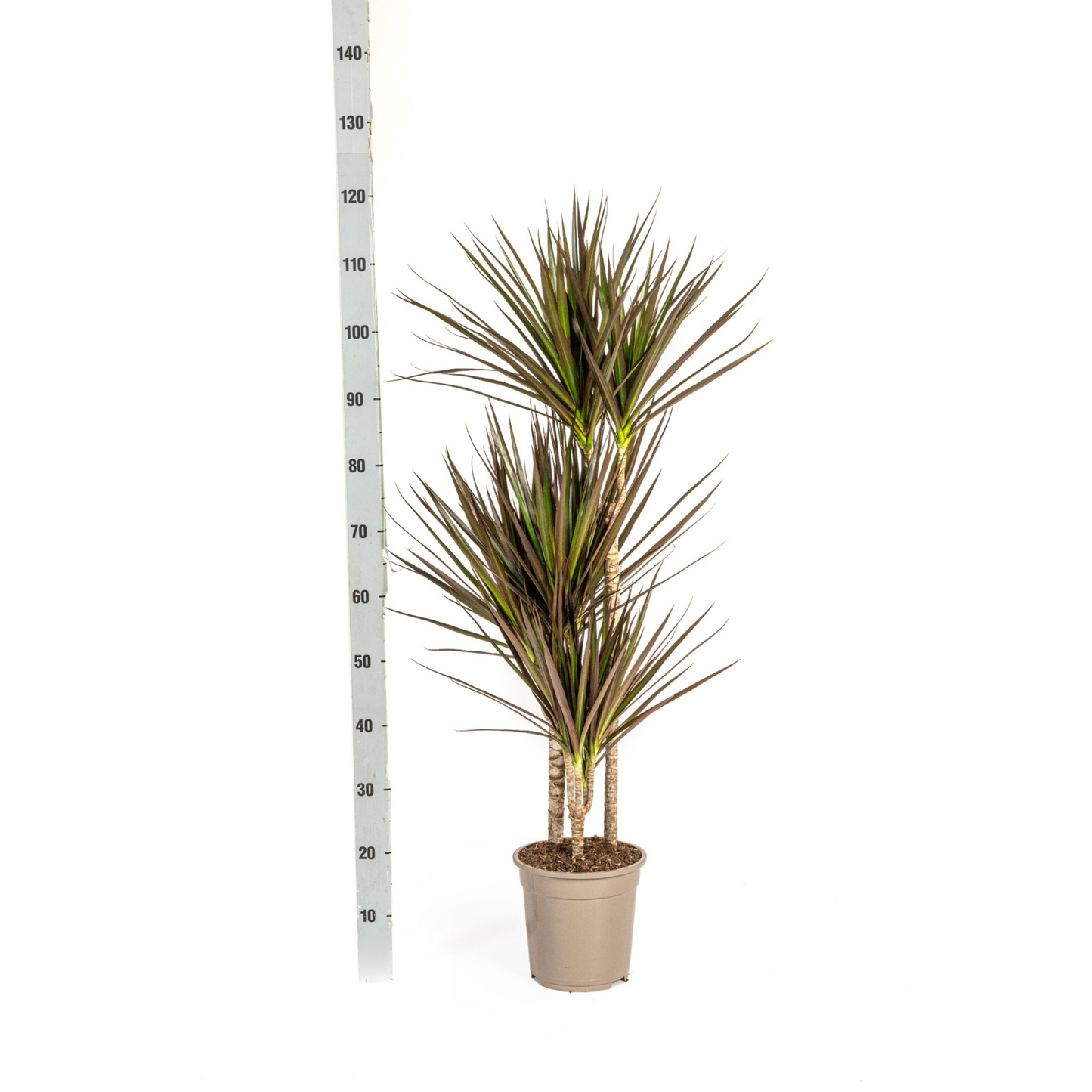 Dracaena Marginata Magenta met mand Ø21cm - ↕110 - 130cm