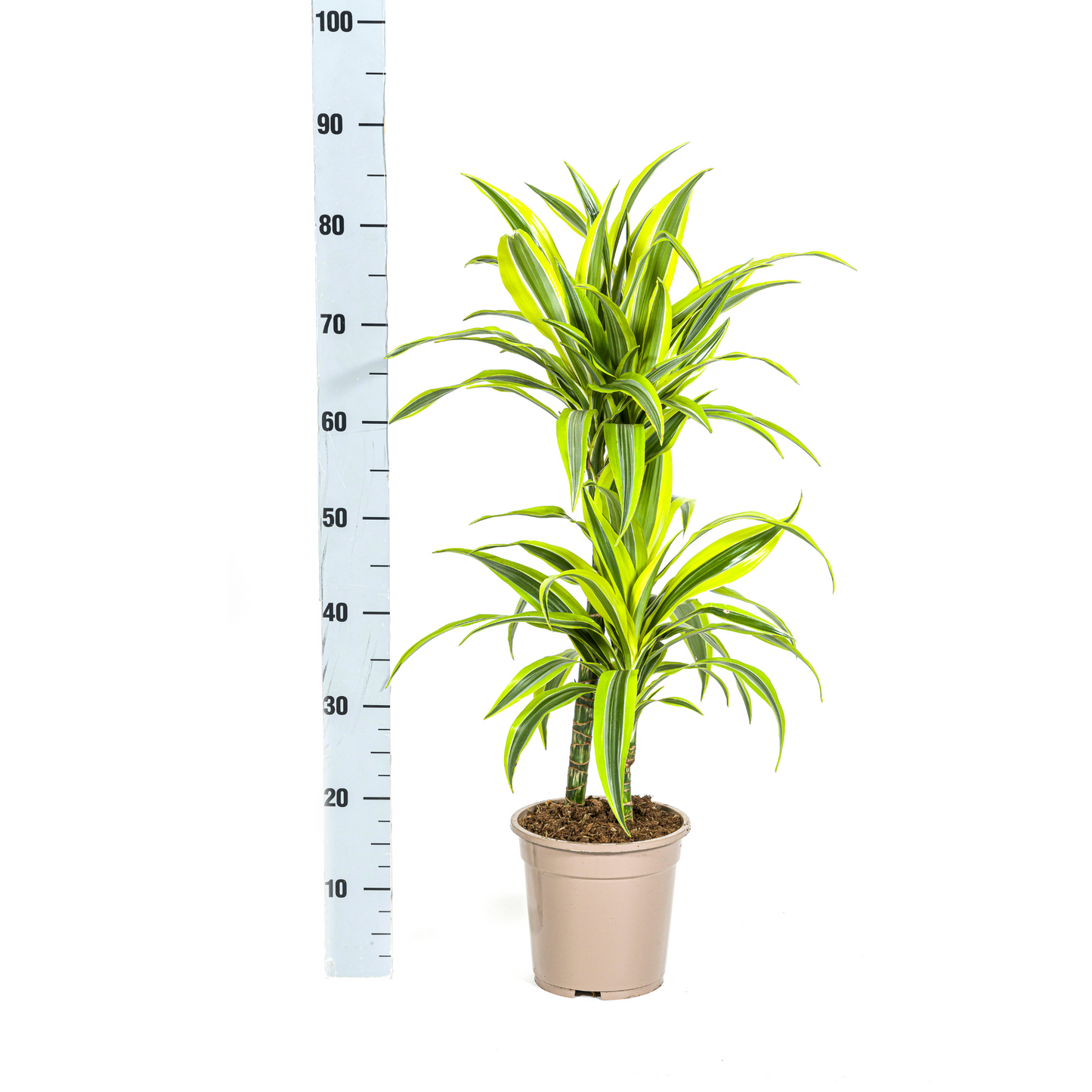 Dracaena Deremensis Zitrone Limette Ø19cm - ↕70 - 90cm