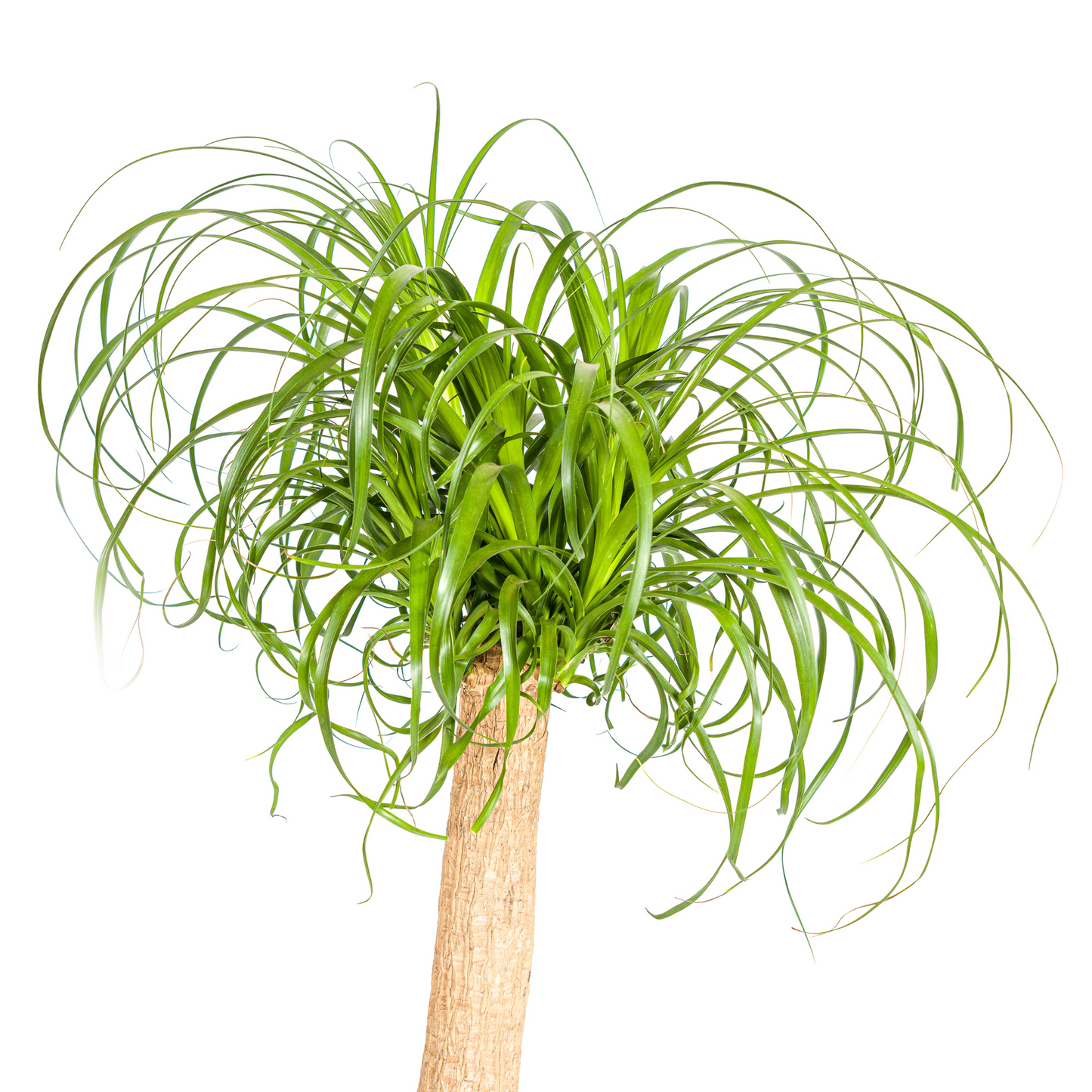 Beaucarnea Recurvata Stamm Ø24cm - ↕80 - 100cm