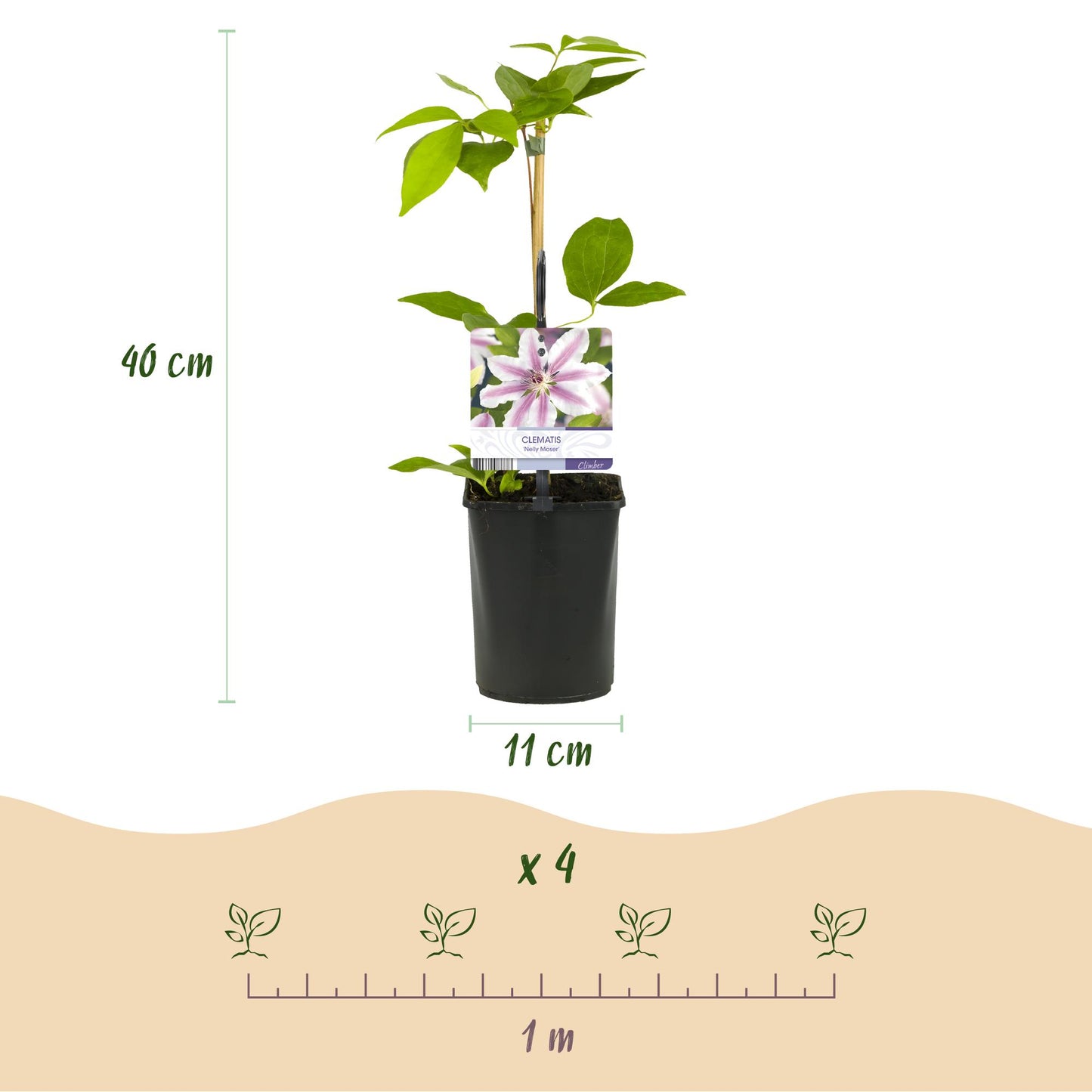 Green boutiQ – Kletterpflanze – Clematis Nelly Moser – Blüte rosa – pflegeleicht – 2 Pflanzen – Topf 11 cm, Höhe 40 cm