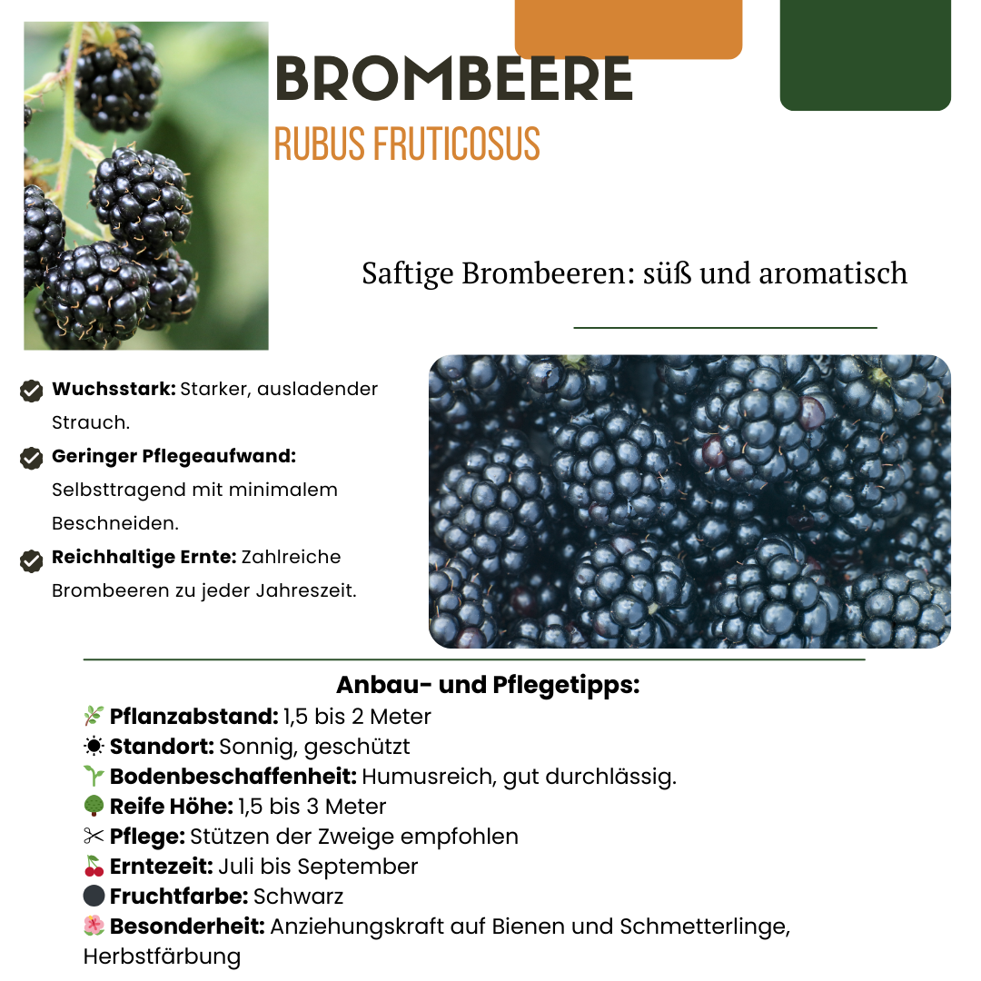 3 x Bio Brombeerpflanzen - Ø 13 cm - ↨ 20 cm
