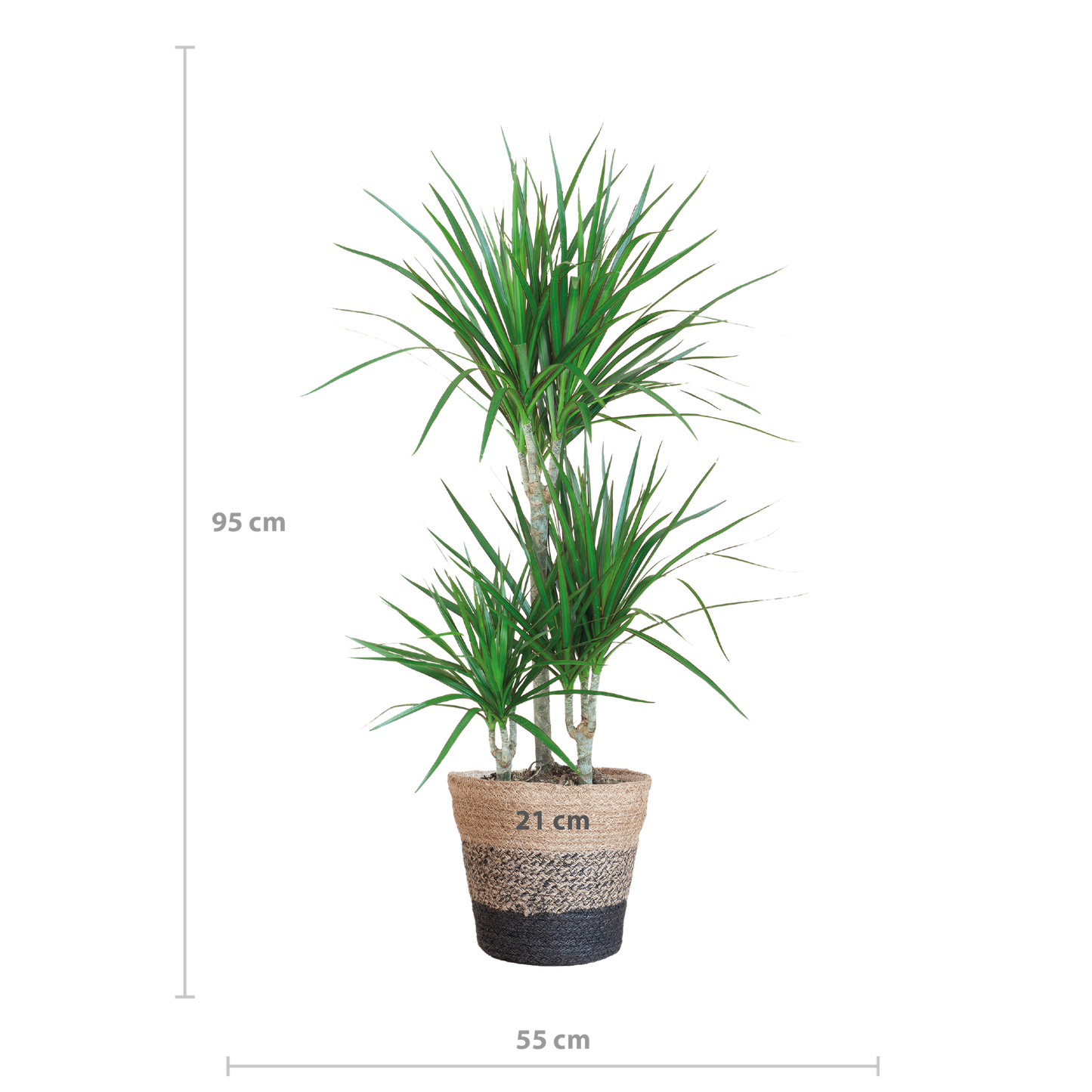 Dracaena Marginata mit Lisbon-Korb schwarz - 95cm - Ø21