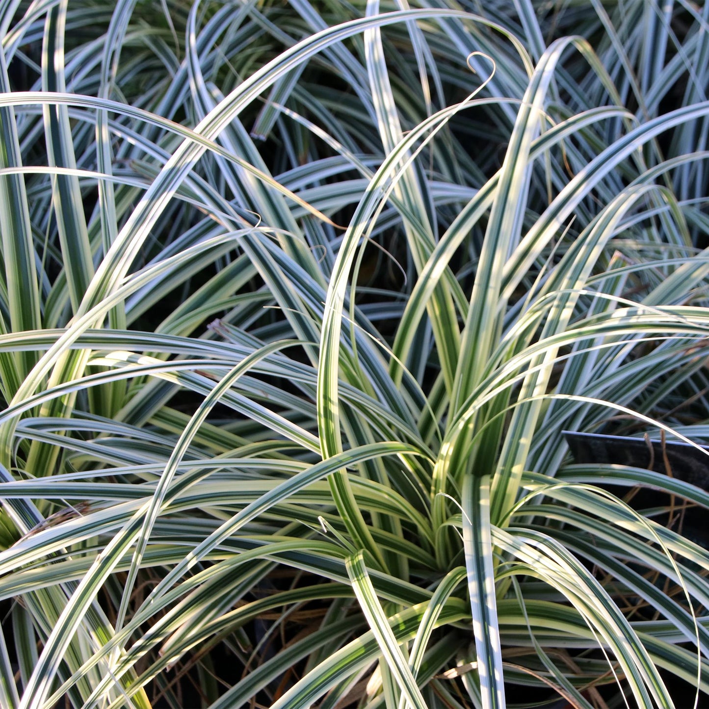 Green boutiQ – Ziergräser – Carex oshimensis Everest – Weiß und Grün – 4 Pflanzen – Immergrün – Pflegeleicht – Topf 17 cm, Höhe 50 cm
