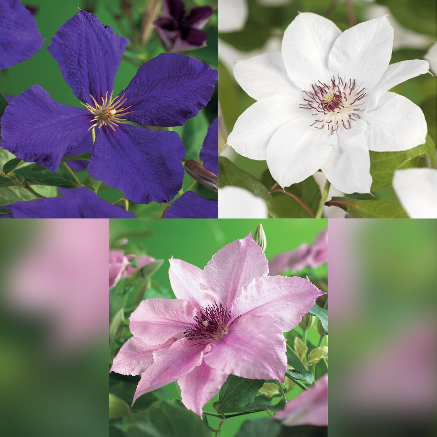 Green boutiQ – Kletterpflanze – Clematis Tricolore – Blüte Rosa Weiß Lila – Pflegeleicht – 3 Pflanzen – Topf 11 cm, Höhe 40 cm