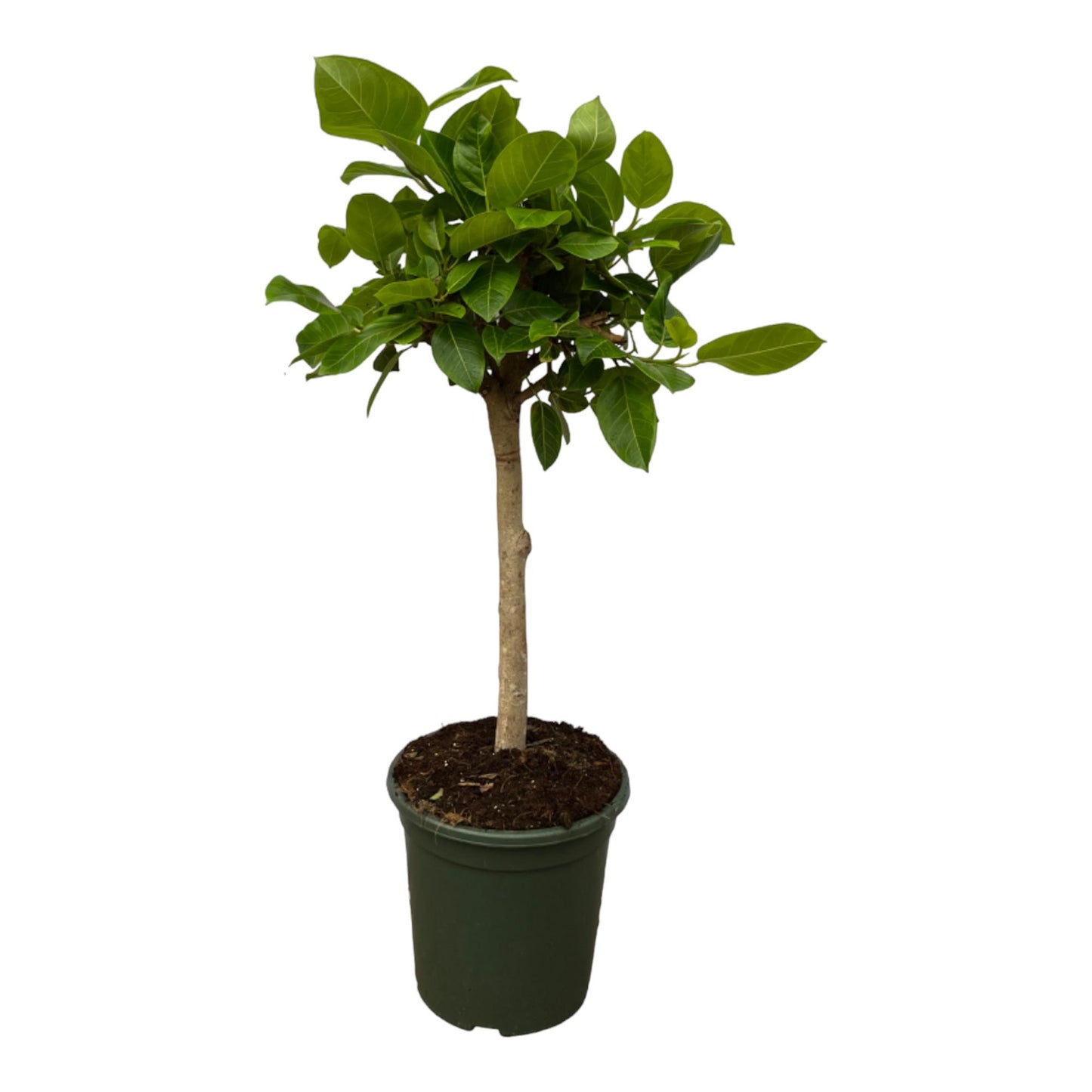 Ficus Altissimo variegata – 130 cm – Ø33 cm