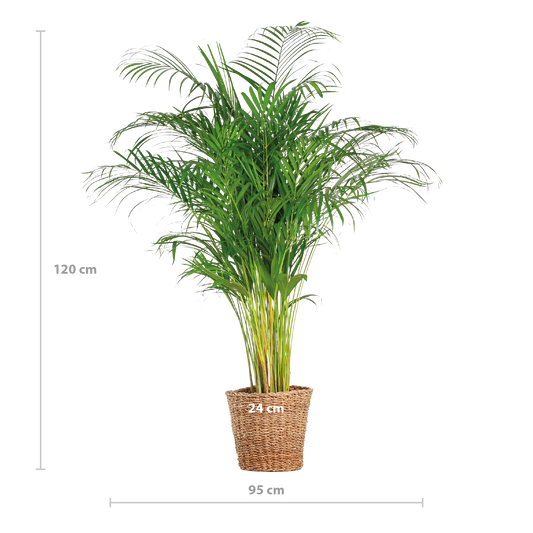 Areca Palm (dypsis) XL met mand Torun - 120cm - Ø24