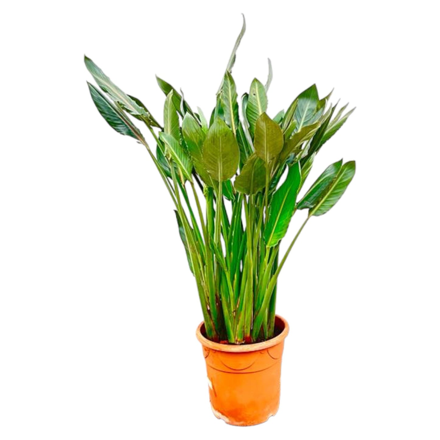 Strelitzia Reginae XL – 160 cm – ⌀30
