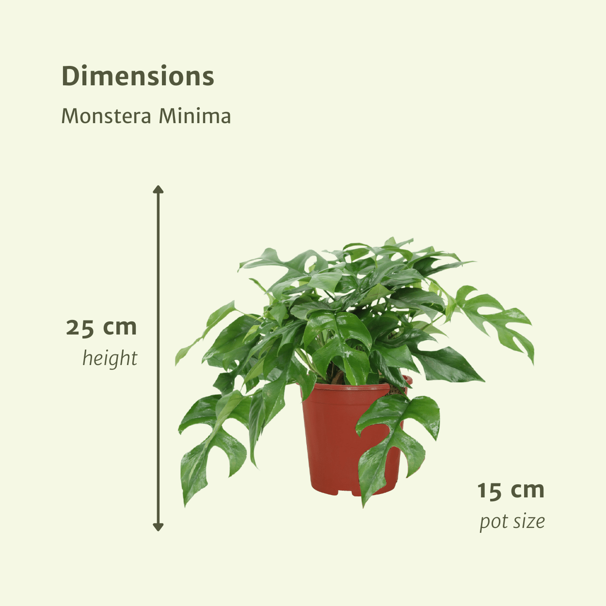 Monstera Minima - (Schweizer Fensterblatt) - 2 Stück - Ø15cm - ↕30cm