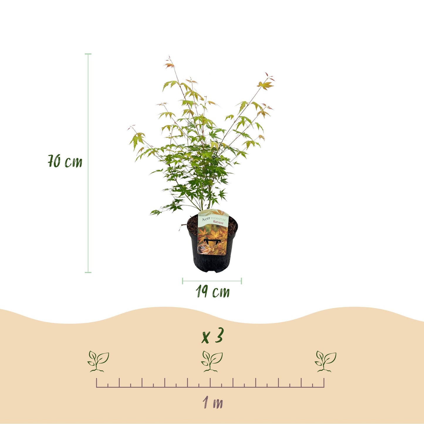 Green boutiQ – Terrassenpflanze – Japanischer Ahorn – Acer palmatum Katsura – Orange – 2 Pflanzen – Laubabwerfend – Topf 19 cm, Höhe 70 cm