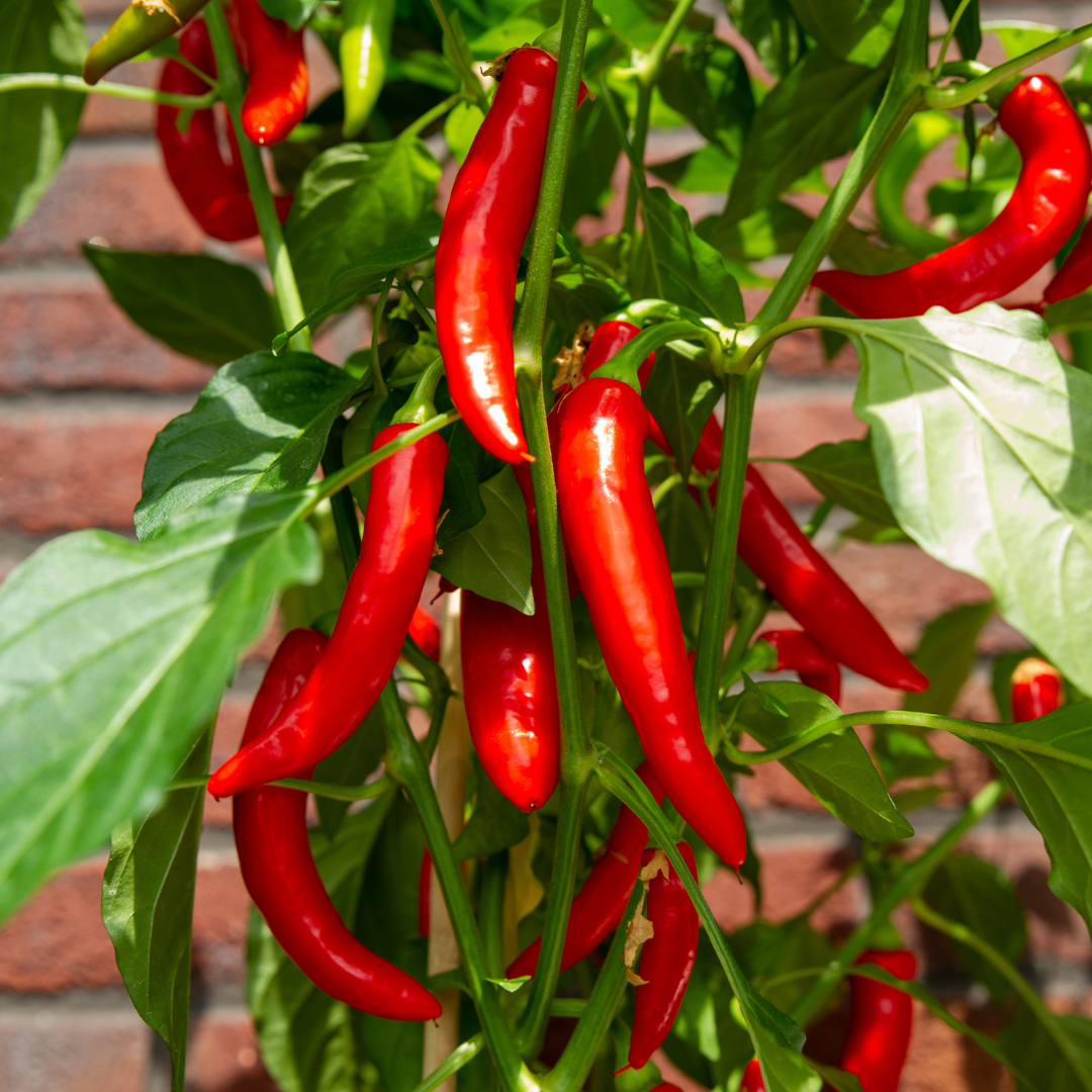 Plukgroente - Rode hete peper plant - Ø 14 cm - ↨ 45 cm