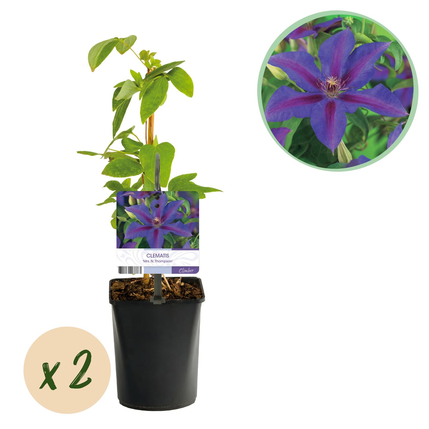 Green boutiQ – Kletterpflanze – Clematis Mrs. N. Thompson – Blüte rosa – pflegeleicht – 2 Pflanzen – Topf 11 cm, Höhe 40 cm