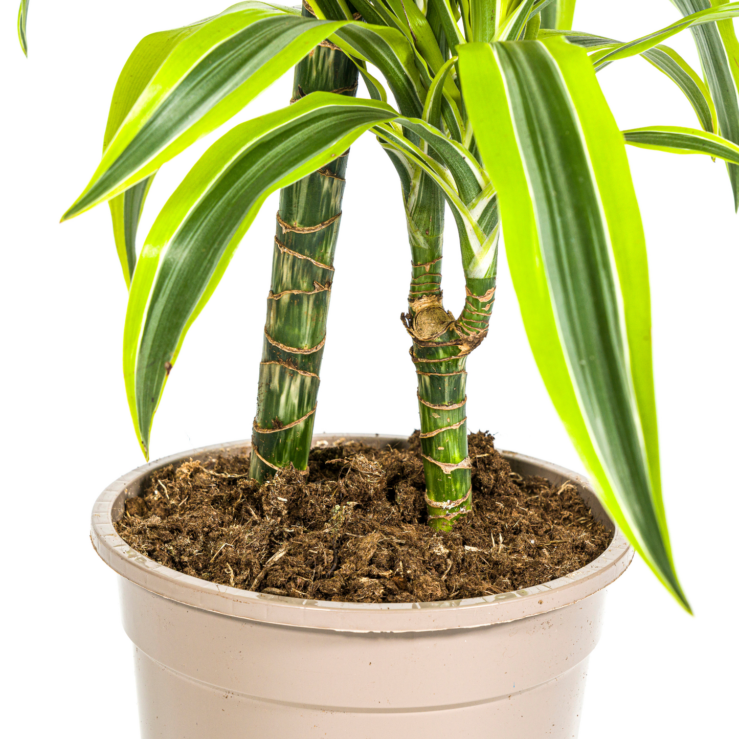 Dracaena Deremensis Zitrone Limette Ø19cm - ↕70 - 90cm