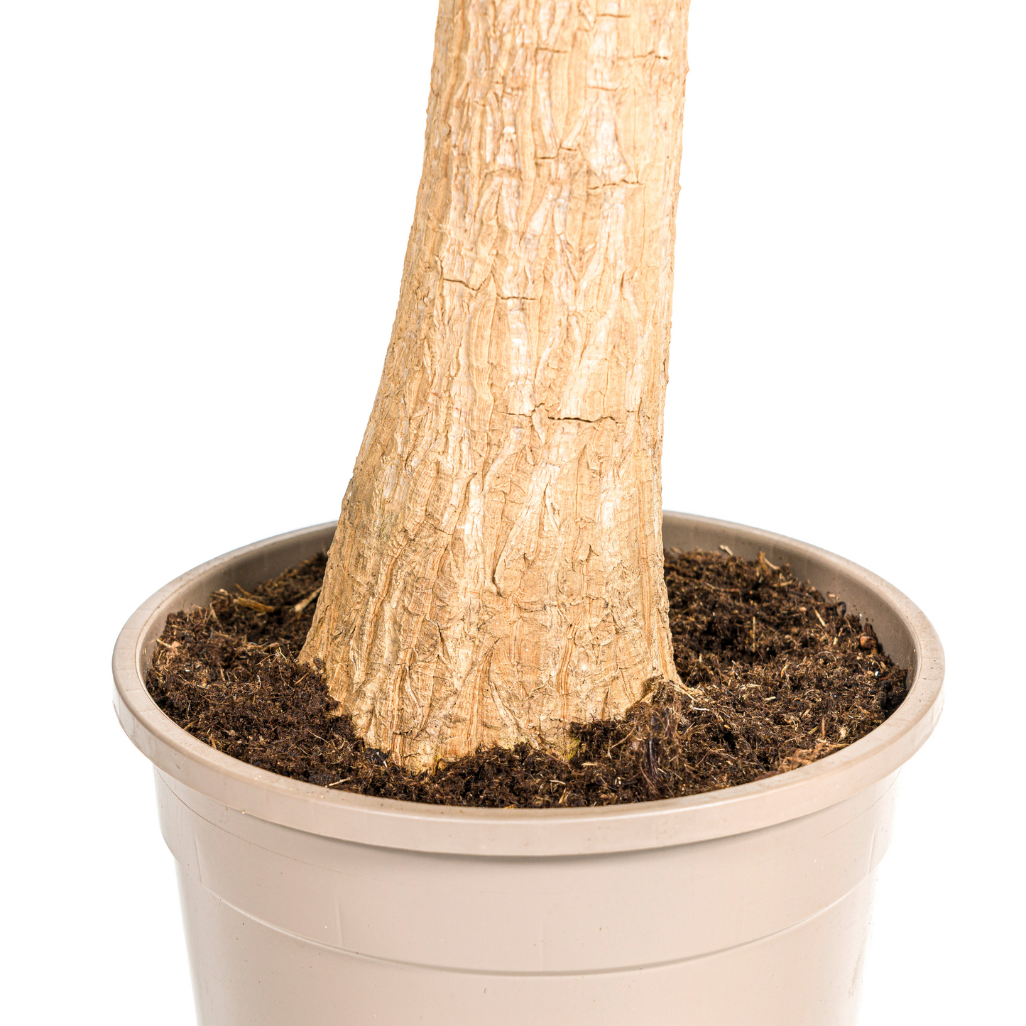 Beaucarnea Recurvata Stamm Ø24cm - ↕80 - 100cm