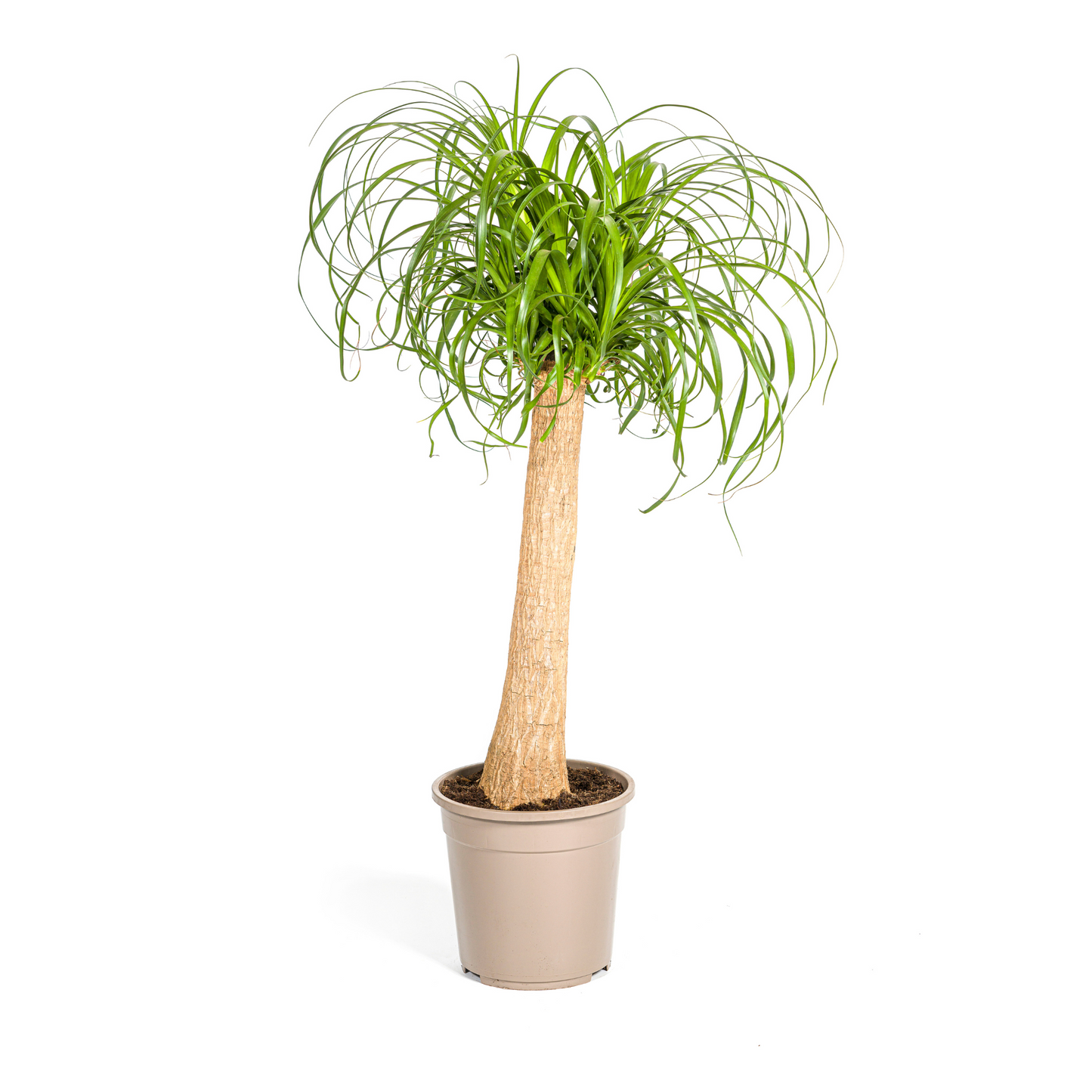 Beaucarnea Recurvata Stamm Ø24cm - ↕80 - 100cm