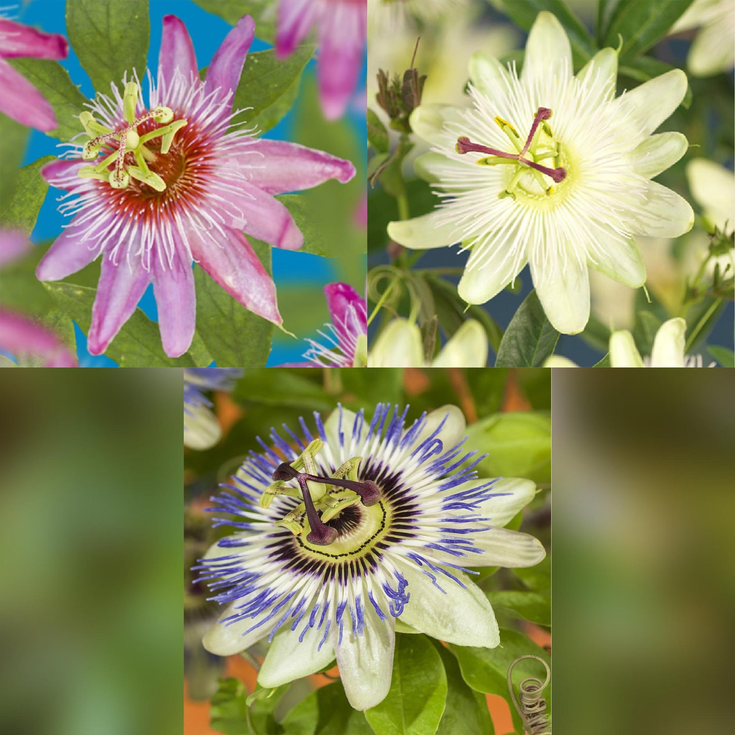 Green boutiQ – Passionsblume – Passiflora Tricolore – Blüte rosa weiß lila – pflegeleicht – 3 Pflanzen – Topf 11 cm, Höhe 40 cm
