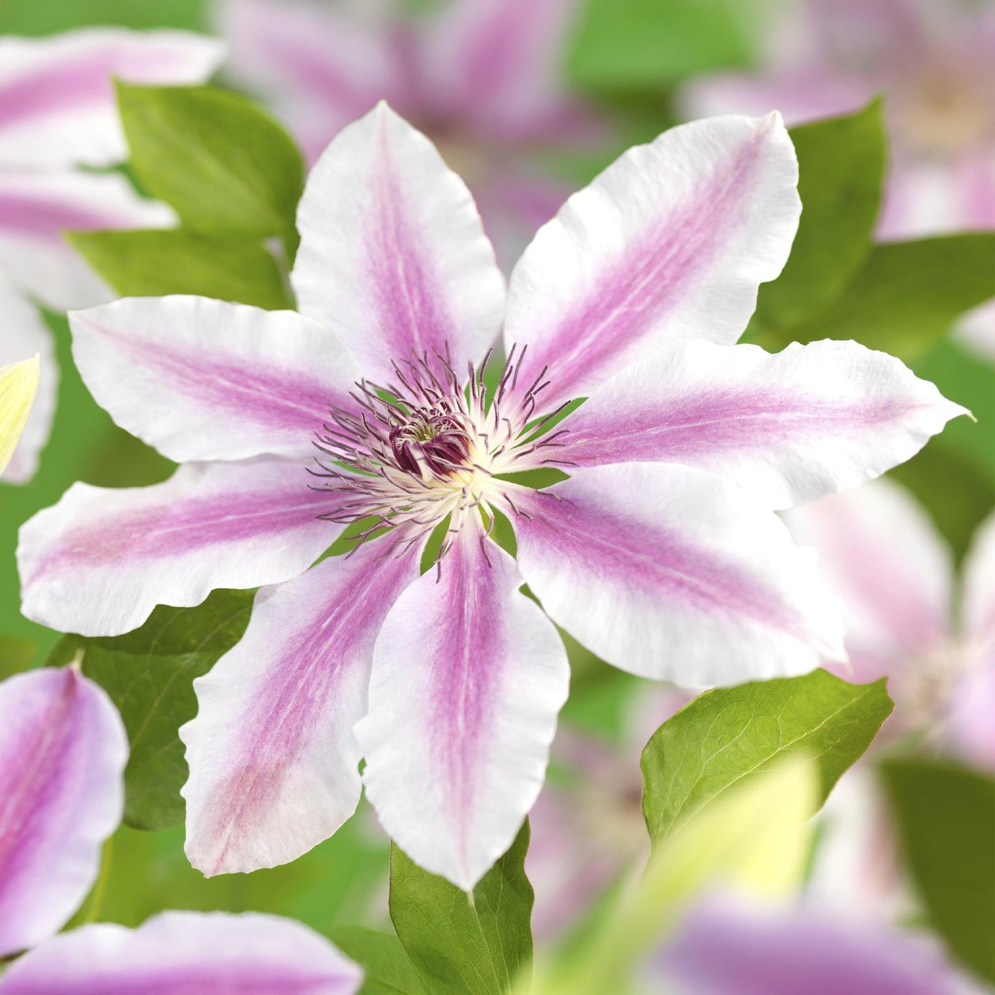 Green boutiQ – Kletterpflanze – Clematis Nelly Moser – Blüte rosa – pflegeleicht – 2 Pflanzen – Topf 11 cm, Höhe 40 cm