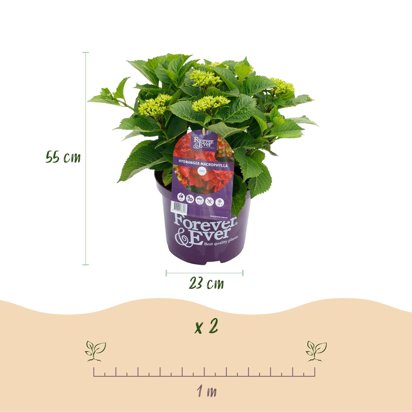 Green boutiQ – Terrassenpflanze – Hortensie – Hydrangea Forever & Ever – Rot – 7–12 Blüten – 2 Pflanzen – Topf 23 cm, Höhe 55 cm