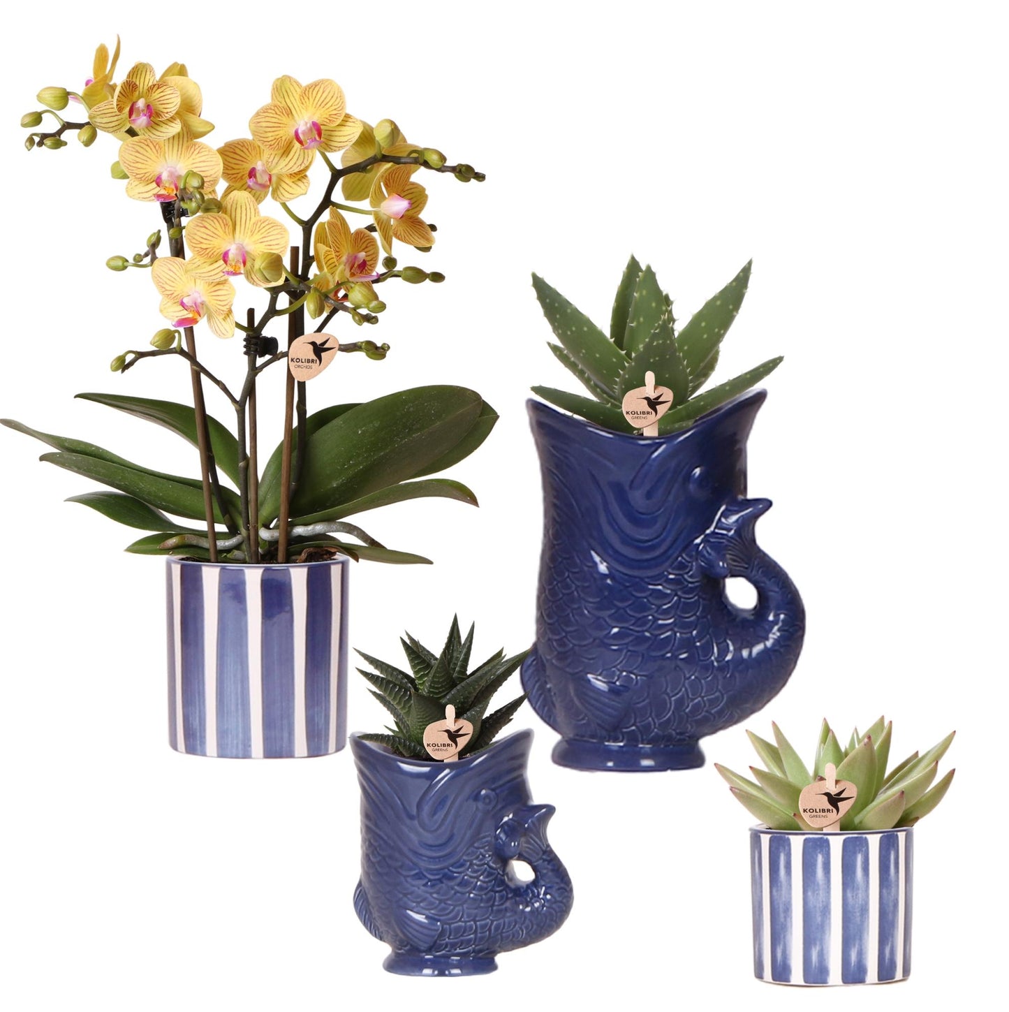 Kolibri-Orchideen | Set aus Lima-Orchideen und Sukkulenten in Keramiktöpfen – Topfgrößen Ø9cm & Ø6cm | blühende Zimmerpflanze – frisch vom Züchter