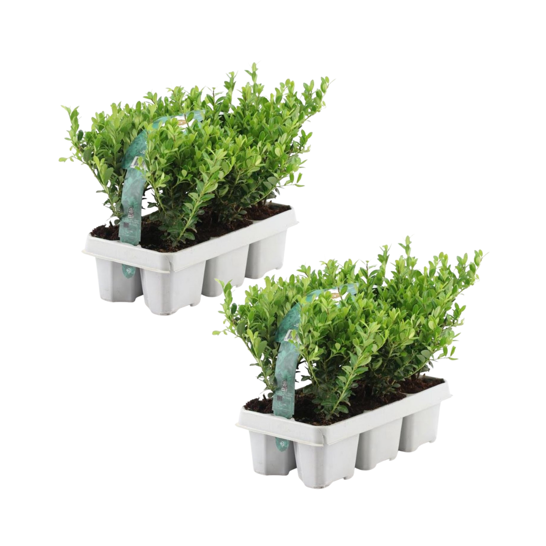 2 x 6er-Packung Ilex crenata 'Jenny' - Ø7 cm - ↕15 cm
