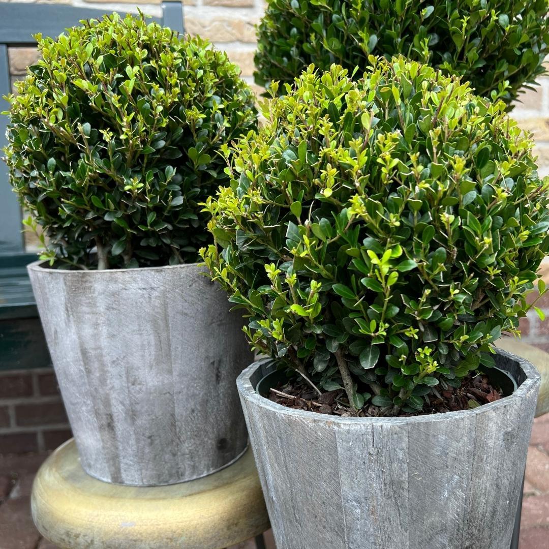 2x Ilex crenata 'Jenny' Kugel im Holztopf | 2er-Set | 20 cm Ø Durchmesser