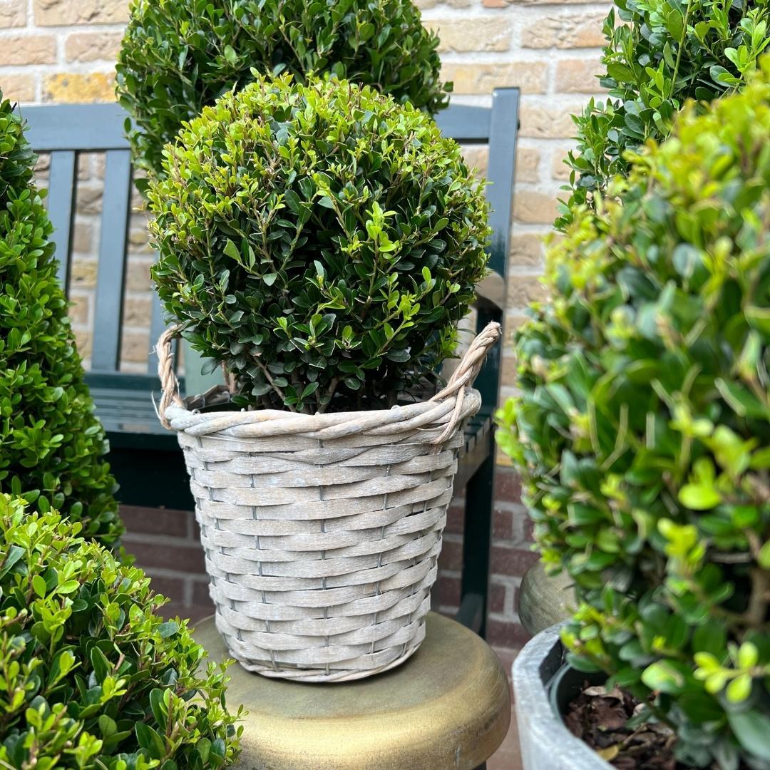 2x Ilex crenata 'Jenny' Zwiebel im Weidenkorb | 2er-Set | 20 cm Durchmesser
