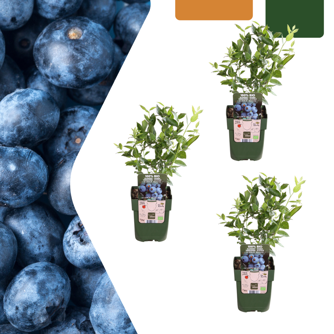 3 x Heidelbeerpflanzen BIO - Ø 13 cm - ↨ 20 cm