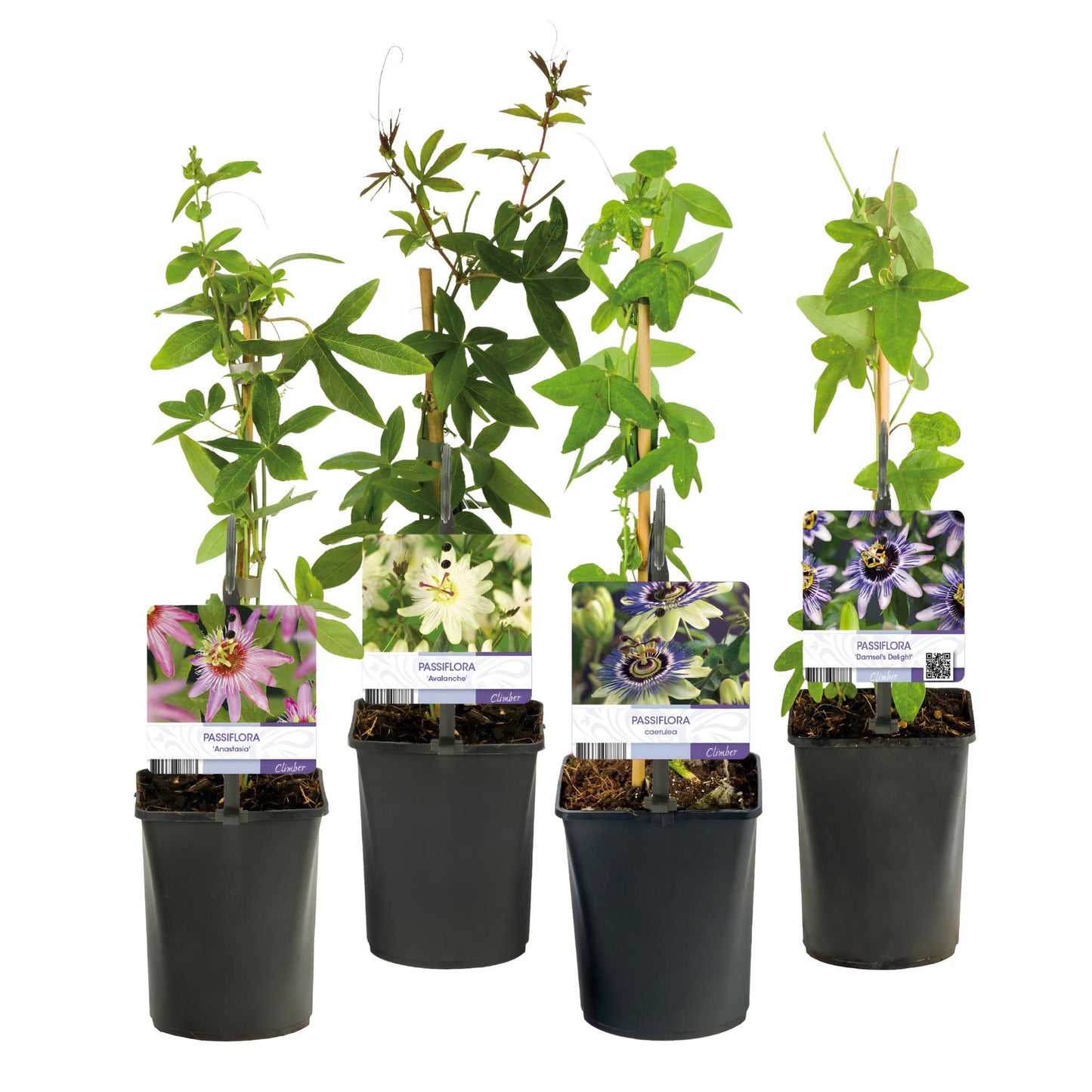 Green boutiQ – Passionsblume – Passiflora Rainbow – Blüte rosa weiß lila grün – pflegeleicht – 4 Pflanzen – Topf 11 cm, Höhe 40 cm