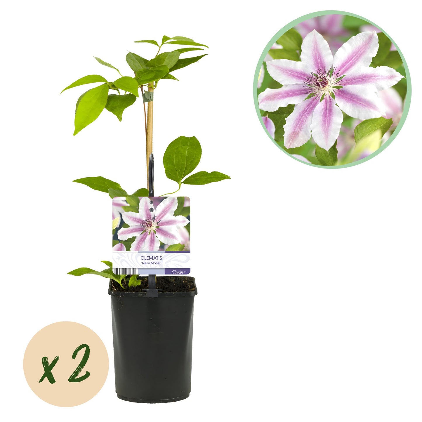 Green boutiQ – Kletterpflanze – Clematis Nelly Moser – Blüte rosa – pflegeleicht – 2 Pflanzen – Topf 11 cm, Höhe 40 cm